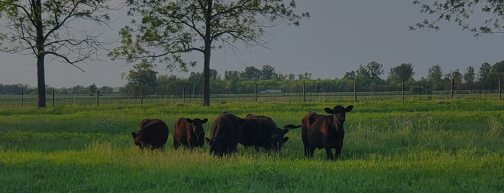 Cows standing in a grassy field