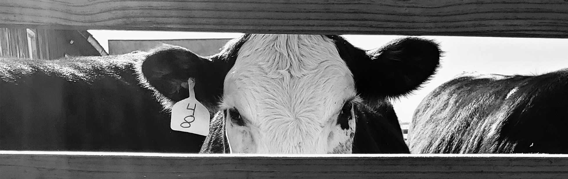 black and white image of a cow looking through fence slot